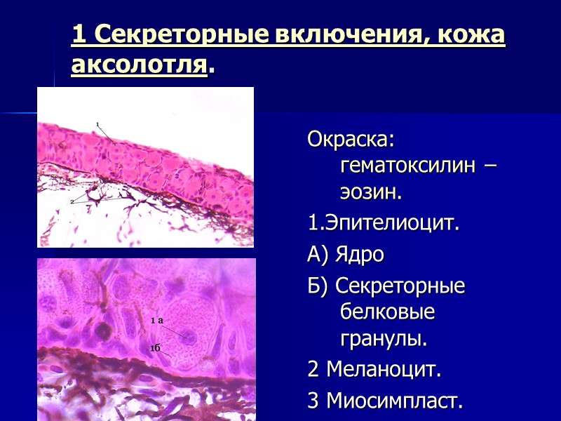 1 Секреторные включения, кожа аксолотля.  Окраска: гематоксилин – эозин. 1.Эпителиоцит. А) Ядро Б)